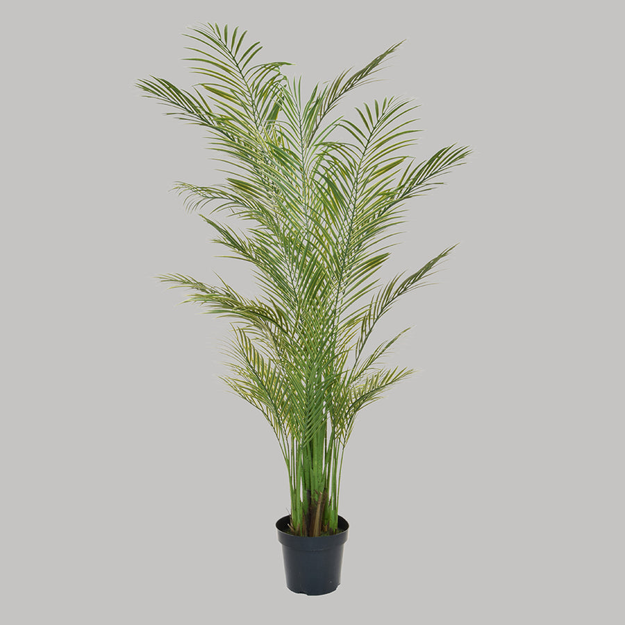 Zöld színű aranypálma műnövény.