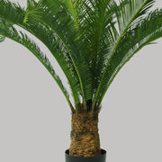 Zöld színű cikász pálma műnövény.