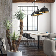 Yucca rostrata mű jukka pálma három ágas változata modern beltéri dekorációban, szürke kaspóban.