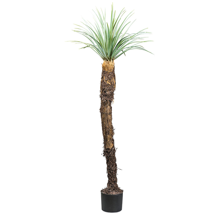 Élethű YUCCA ROSTRATA mű kék jukka pálma 150 cm fekete cserépben, fehér háttérrel.