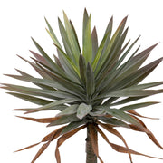 A mű jukka pálma felső része, szürkészöld levelek közelről.