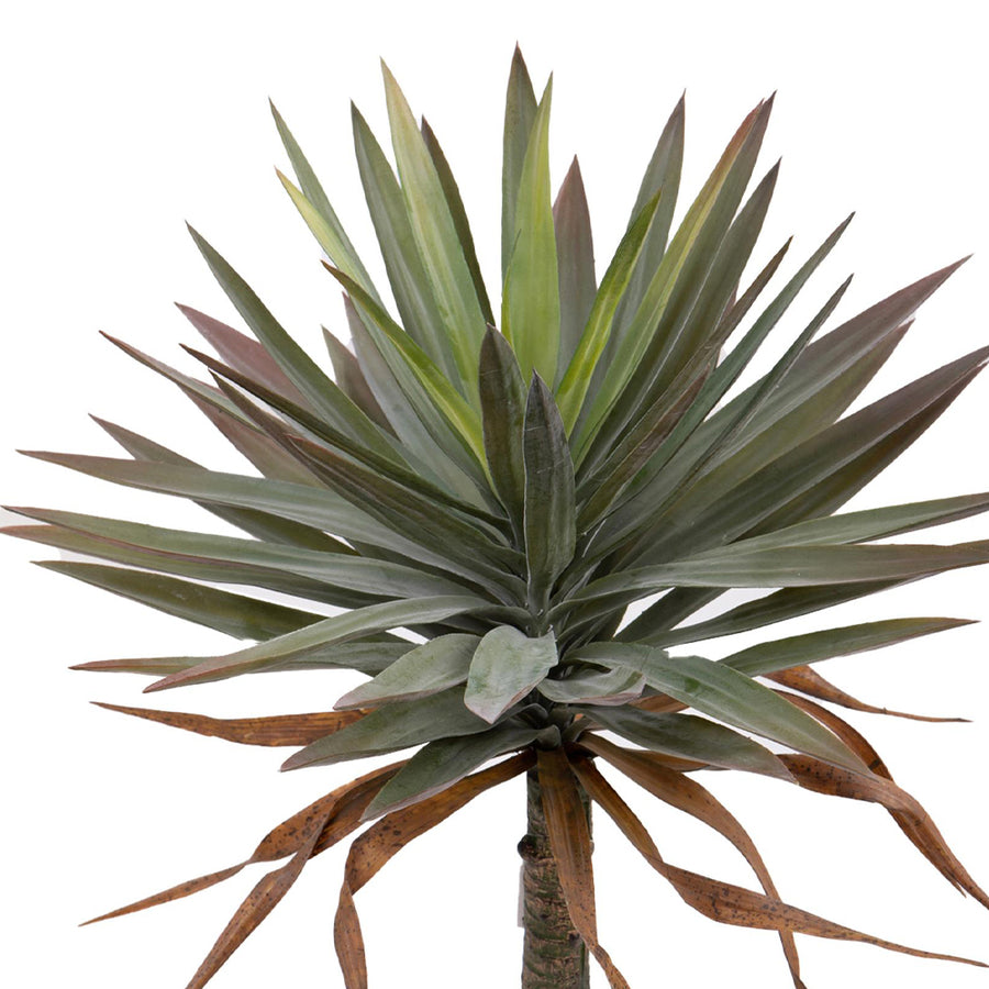 A mű jukka pálma felső része, szürkészöld levelek közelről.