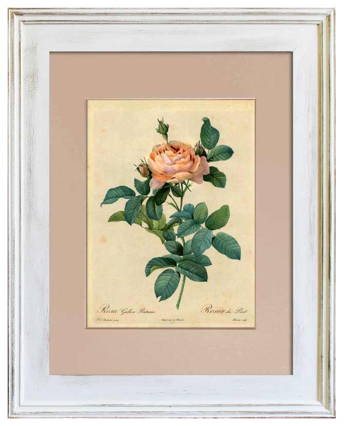 Redouté - Rózsa 47 cm "Botanic"