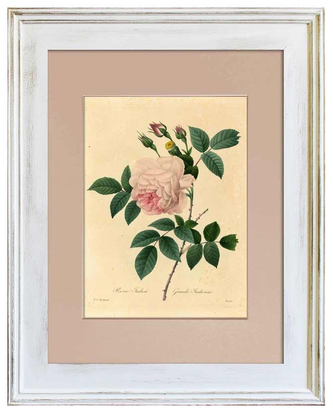 Redouté - Rózsa 47 cm "Botanic"