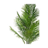 Az aranypálma sűrű, élethű tapintású lombkoronálval rendelkezik.