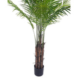 Az aranypálma törzscsoportja, több szálrostos törzsből tevődik össze.