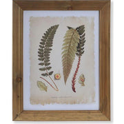 Hatdarabos botanikai páfrány gyűjtemény, üvegezve, olajozott fakeretben