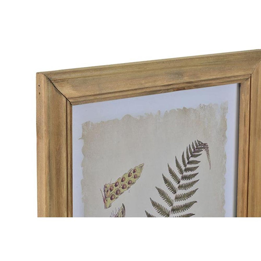 Hatdarabos botanikai páfrány gyűjtemény, üvegezve, olajozott fakeretben