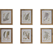 Hatdarabos botanikai páfrány gyűjtemény, üvegezve, olajozott fakeretben