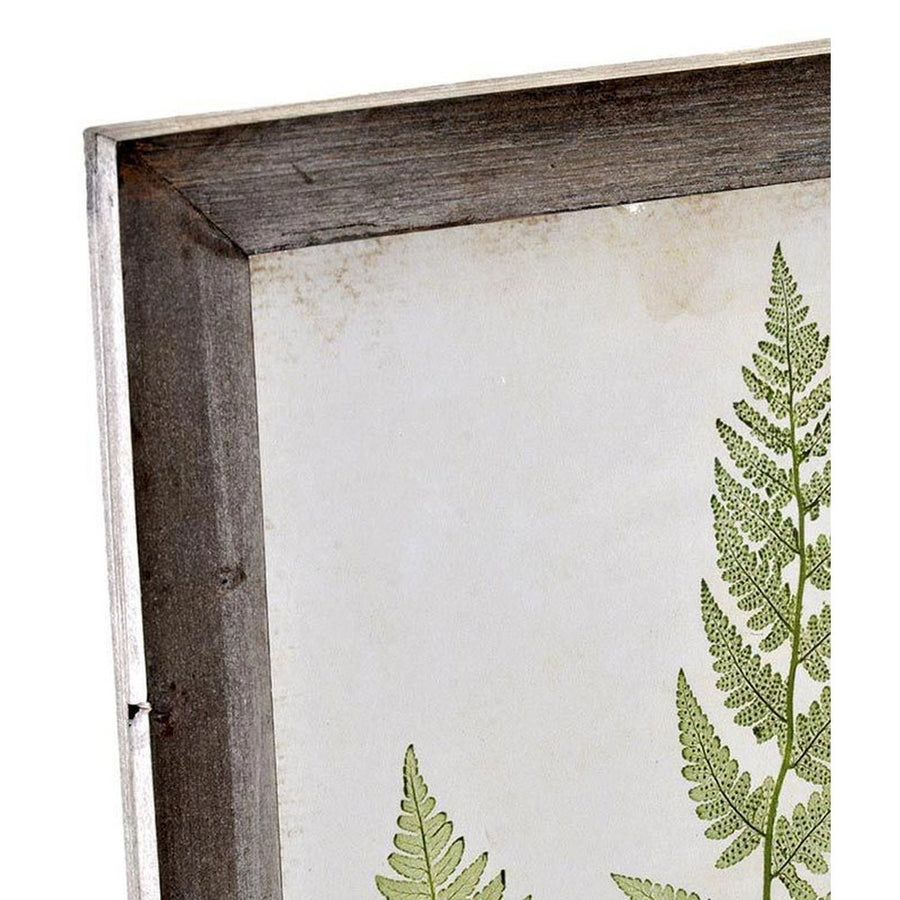 Hatdarabos botanikai páfrány gyűjtemény, üvegezet, fakeretben