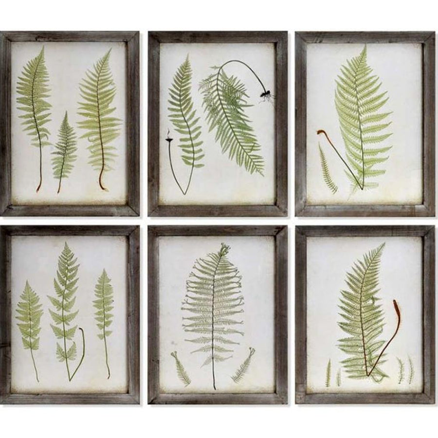 Hatdarabos botanikai páfrány gyűjtemény, üvegezet, fakeretben