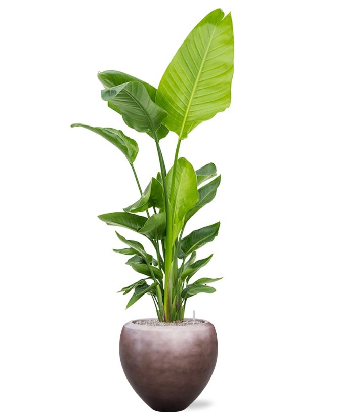 Fémes, kávébarna színű, óriás dizájn kaspó zöld növénnyel.