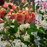 Mű bazsarózsa ág, barack színű nyílt és bimbós virágfejekkel.