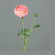 Mű boglárka, pink színű nyílt virágfejjel és egy bimbóval.