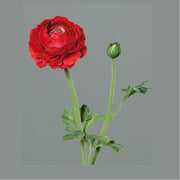 Mű boglárka, piros színű nyílt virágfejjel és egy bimbóval.