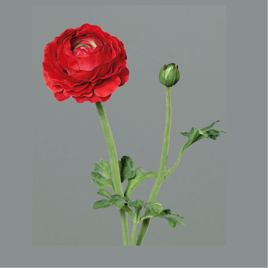 Mű boglárka, piros színű nyílt virágfejjel és egy bimbóval.