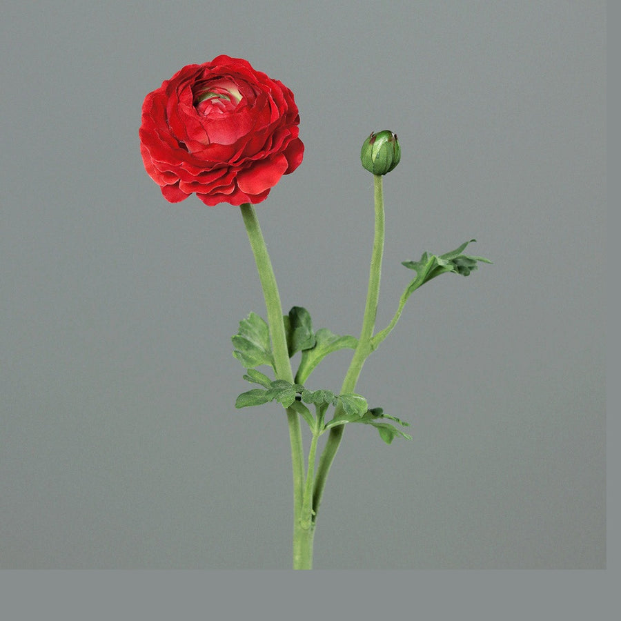 Mű boglárka, piros színű nyílt virágfejjel és egy bimbóval.