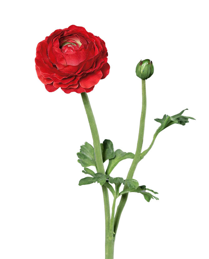 Mű boglárka, piros színű nyílt virágfejjel és egy bimbóval.