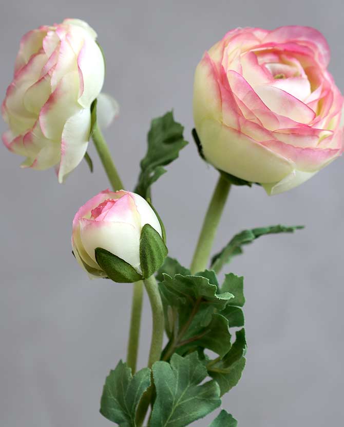 Élethű megjelenésű, 70 cm magas, mű boglárka, nyílt és bimbos, halvány rózsaszín színű virágfejekkel.
