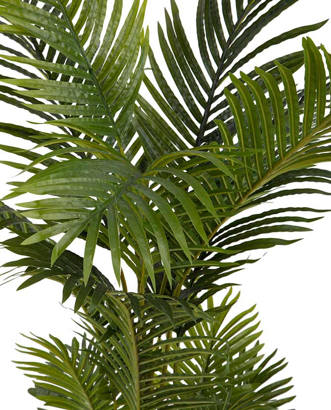 Élethű areca pálma zöld levelének közeli képe