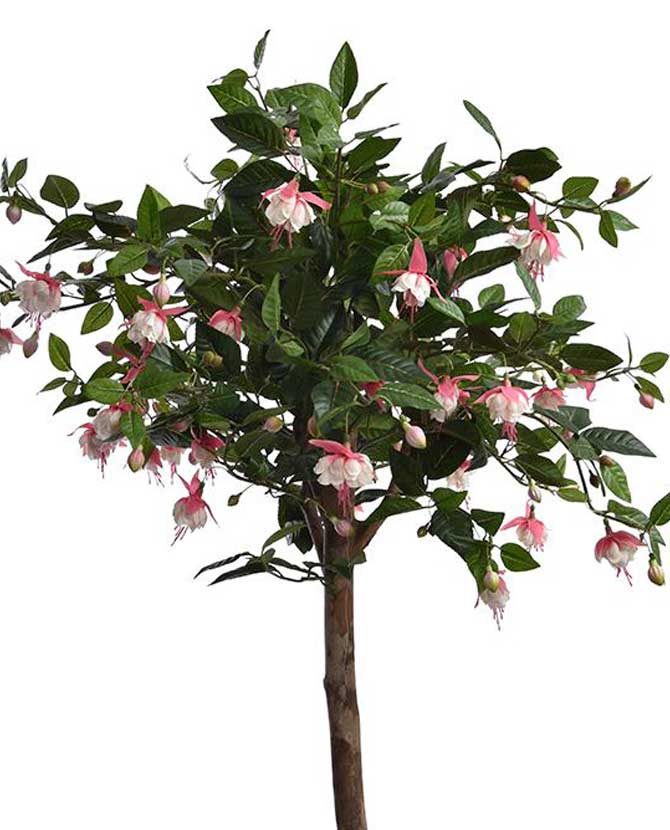 Élethű megjelenésű, mesterséges fukszia fa, rózsaszín színű virágokkal fekete műanyag cserépben