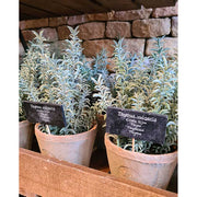 Élethű, mesterséges kakukkfű dekor műnövény, vintage stílusú pecsétes terrakotta cserépben