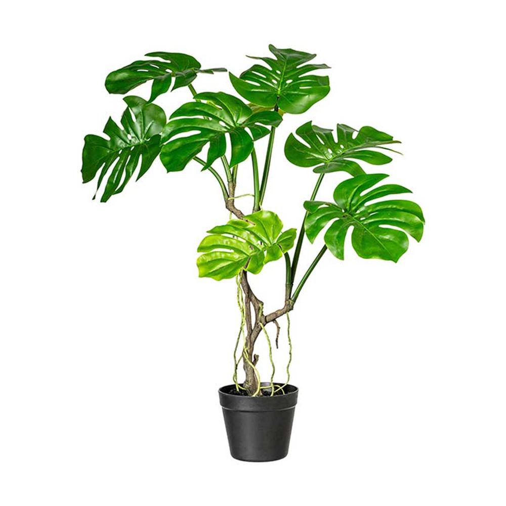 Mű filodendron növény fekete műanyag cserépben.