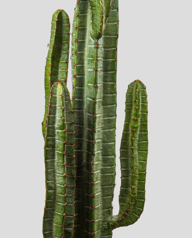 Élethű megjelenésű, 114 cm magas, zöld színű, mesterséges San Pedro kaktusz, fekete műanyag cserépben.
