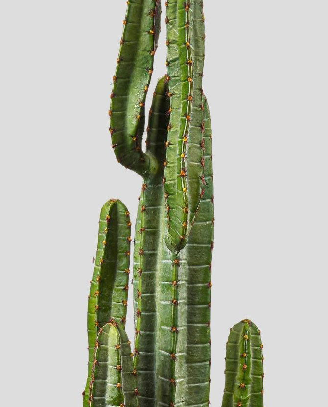 Élethű megjelenésű, 114 cm magas, zöld színű, mesterséges San Pedro kaktusz, fekete műanyag cserépben.