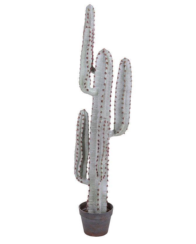 Élethű megjelenésű, 115 cm magas, hamvas szürke színű, mesterséges San Pedro kaktusz, fekete műanyag cserépben.