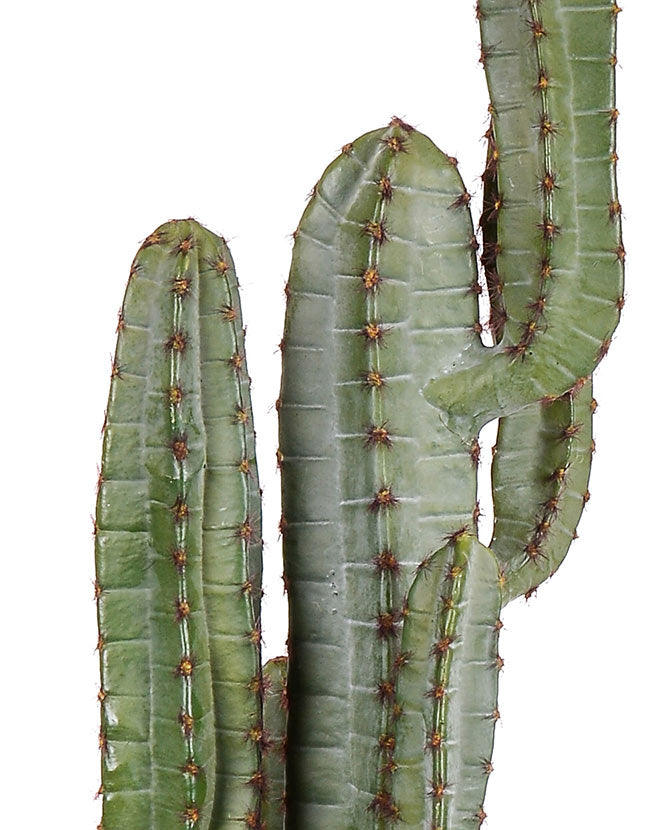 Élethű megjelenésű, 160 cm magas, mesterséges San Pedro kaktusz, fekete műanyag cserépben..