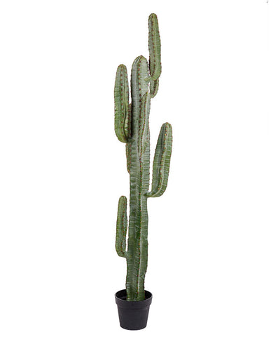 Élethű megjelenésű, 160 cm magas, mesterséges San Pedro kaktusz, fekete műanyag cserépben.