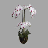 Fehér-lila színű mű orchidea, mesterséges földlabdában.