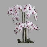 Fehér-lila színű mű orchidea, mesterséges földlabdában.