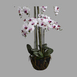 Fehér-lila színű mű orchidea, mesterséges földlabdában.