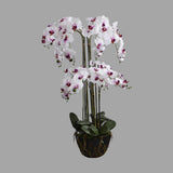 Fehér-lila színű mű orchidea, mesterséges földlabdában.