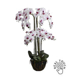 Fehér-lila színű mű orchidea, mesterséges földlabdában.