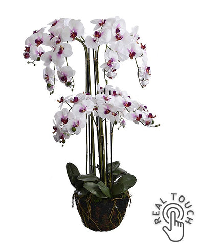 Fehér-lila színű mű orchidea, mesterséges földlabdában.