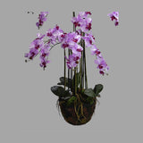 Lila színű mű orchidea, mesterséges földlabdában.