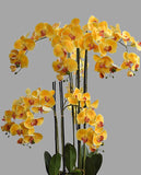 Sárga színű mű orchidea, mesterséges földlabdában.