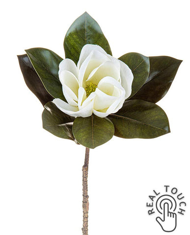 Virágzó mű magnólia ág egy darab fehér színű nyílt virággal.