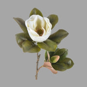 Virágzó mű magnólia ág, fehér színű nyílt és bimbós virággal.