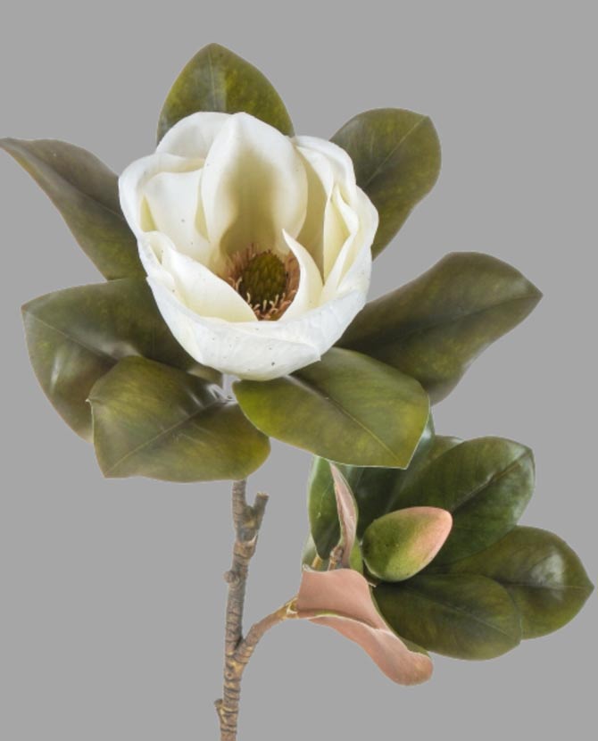 Virágzó mű magnólia ág, fehér színű nyílt és bimbós virággal.