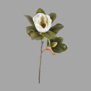 Virágzó mű magnólia ág, fehér színű nyílt és bimbós virággal.