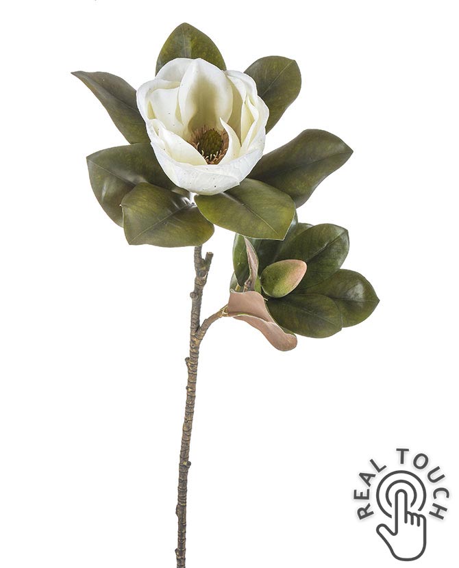 Virágzó mű magnólia ág, fehér színű nyílt és bimbós virággal.