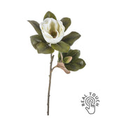 Virágzó mű magnólia ág, fehér színű nyílt és bimbós virággal.