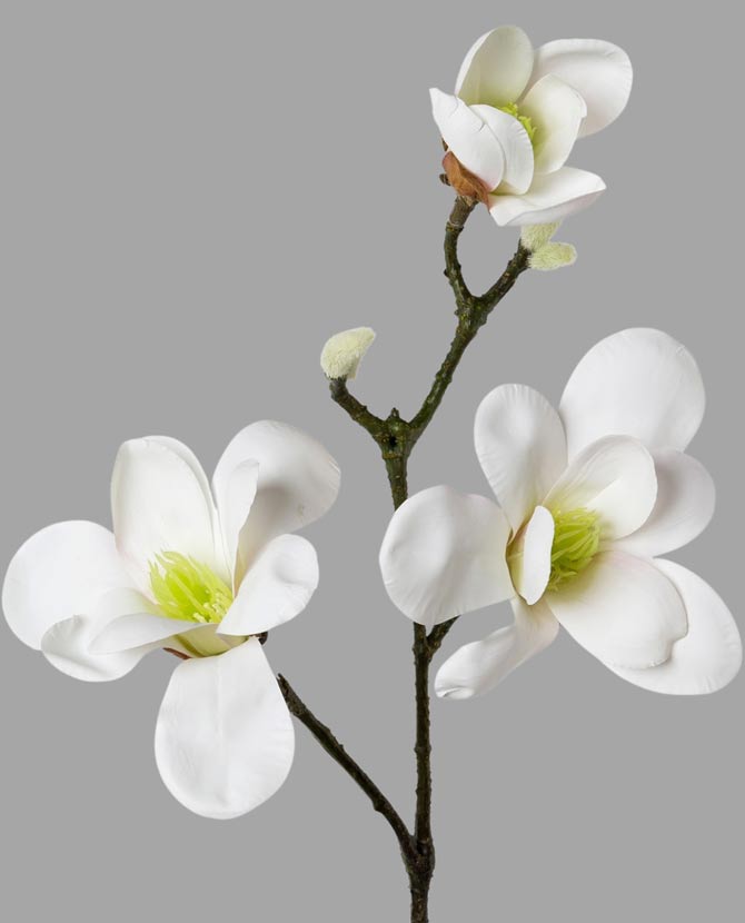 Fehér színű virágzattal és bimbokkal rendelkező, magnólia művirág.