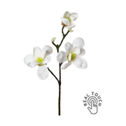 Fehér színű virágzattal és bimbokkal rendelkező, magnólia művirág.