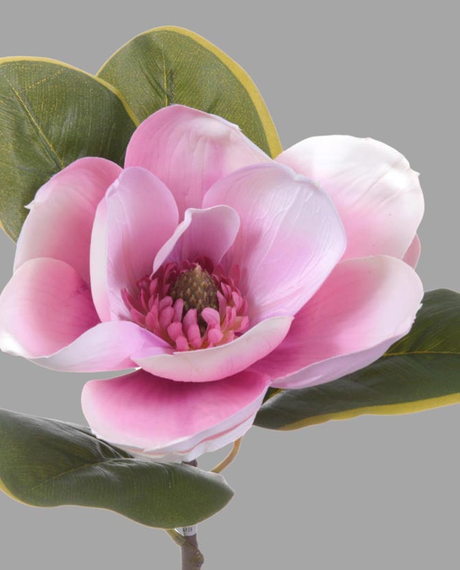 Virágzó mű magnólia ág, egy darab pink színű nyílt virággal