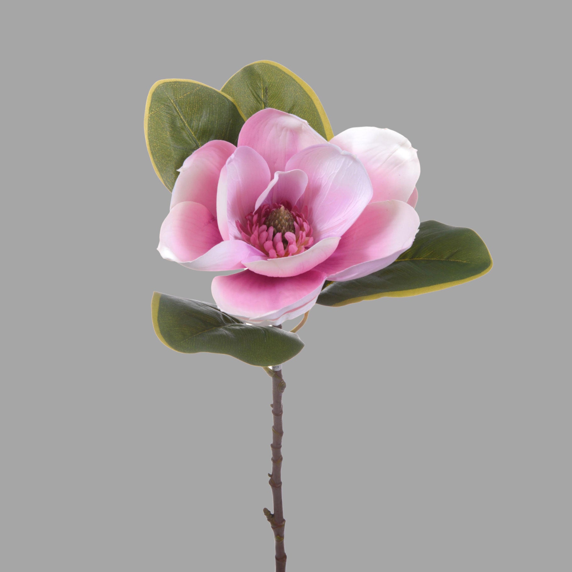 Virágzó mű magnólia ág, egy darab pink színű nyílt virággal